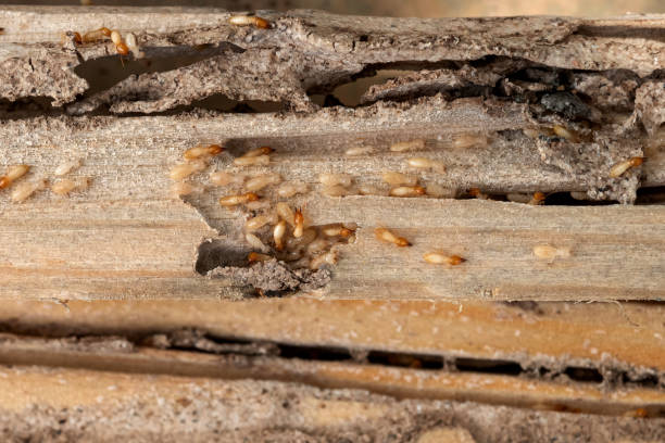 Best Bed Bug Extermination  in Bath, MI